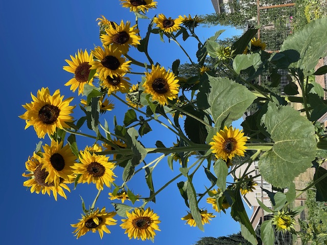 Sunflowers in Bloom